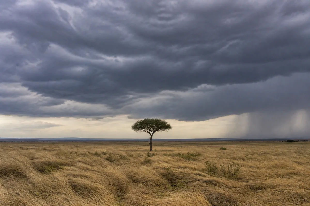 Ciel d&rsquo;orage bas sur la savane, herbes hautes couchées par le vent et acacia isolé